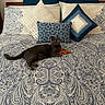 animal, bed, blue_pillow, cat, cozy, cream_pillow, domestic, fabric, feline, gray_cat, home, indoor, orange_toy, patterned_bedspread, pet, pillow, resting, sleeping_area, texture, toy