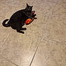 Nala joined the competition — help win amazing prizes! animal, black_cat, cat, claws, cute, domestic_cat, fish_toy, floor, fur, indoor, laying, mammal, one_animal, pet, playful, relaxed, tail, tile_floor, toy, whiskers