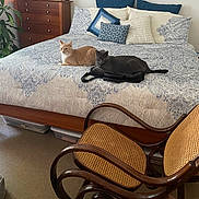 Nala joined the competition — help win amazing prizes! bag, bed, blanket, carpet, cat, decor, dresser, furniture, gray_cat, indoor, lamp, orange_cat, pillow, plant, relaxing, rocking_chair, room, rosary, wall, wooden_furniture