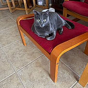 Nala is registered to the contest to win money with this photo: cat, gray_cat, indoor, chair, wooden_furniture, red_cushion, tile_floor, pet, animal, feline, alert, resting, domestic_cat, cozy, living_room, curious, wide_eyes, fur, paw, seat