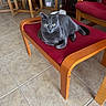 cat, gray_cat, indoor, chair, wooden_furniture, red_cushion, tile_floor, pet, animal, feline, alert, resting, domestic_cat, cozy, living_room, curious, wide_eyes, fur, paw, seat