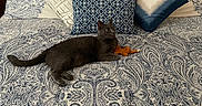 Nala is registered to the contest to win money with this photo: bed, bedspread, blue, cat, comfort, cozy, decorative_pillows, domestic_animal, feline, gray_cat, indoor, laying_down, orange_toy, patterned, pet, pillows, relaxed, resting, toy, white