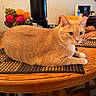 alert, cat, curious, dining_table, domestic, feline, fruit_bowl, ginger_cat, grapes, home, indoor, kitchen, orange_cat, oranges, person_hand, pet, placemat, relaxed, table, wooden_table