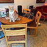 Simba is registered to the contest to win money with this photo: cat, chair, cozy, curious, decor, domestic_cat, floor_tiles, furniture, gray_cat, home, household, indoor, living_room, orange_cat, painting, pet_food, pets, relaxing, table, wooden_furniture
