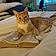 Simba