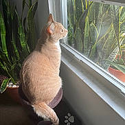 Simba joined the competition — help win amazing prizes! animal, cat, cat_tree, cozy, curious, domestic, feline, green_plant, home, indoor, looking_out, orange_cat, pet, plant, relaxing, sitting, sunlight, tail, whiskers, window