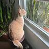 animal, cat, cat_tree, cozy, curious, domestic, feline, green_plant, home, indoor, looking_out, orange_cat, pet, plant, relaxing, sitting, sunlight, tail, whiskers, window