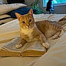 bed, black_cat, book, cat, cozy, curious, domestic, feline, indoor, light, orange_tabby, perched, pets, pillow, plant, reading, resting, room, window, window_blinds