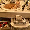 animal, bathroom, brush, cat, countertop, decorative_bird, domestic_cat, feline, indoor, marble_countertop, orange_cat, personal_care, pet, plastic_bottle, relaxed, sink, storage_drawers, tissue_box, toiletries, water_faucet