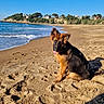 dog, german_shepherd, beach, sand, ocean, seashore, waves, blue_sky, sunny, outdoor, sitting, portrait, animal, pet, black_and_tan, pointed_ears, tongue_out, shoreline, coastal_houses, shadow