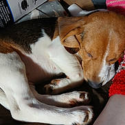 Bingo joined the competition — help win amazing prizes! animal, blanket, brown, closeup, comfort, cozy, curled_up, dog, domestic, fur, human_arm, indoors, knitted, paw, pet, relaxed, resting, sleep, sleeping, white