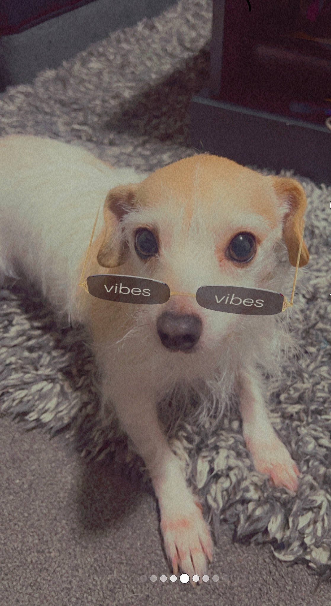 Angel is registered to the contest to win money with this photo: carnivore, companion_dog, dog, dog_breed, ear, eyelash, fawn, fur, irishjacks, non_sporting_group, puppy, snout, terrestrial_animal, toy_dog, whiskers, working_animal