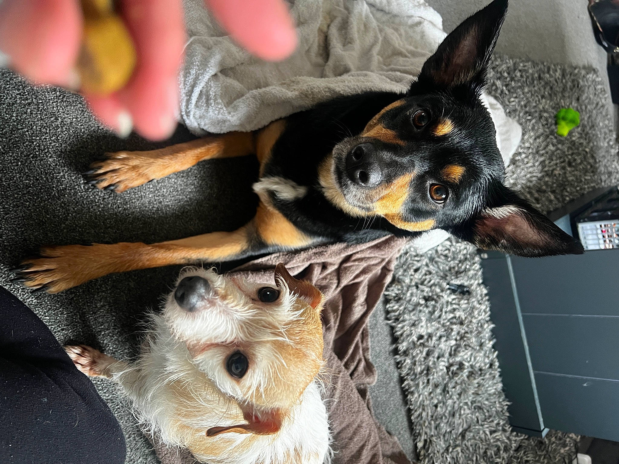 Angel joined the competition — help win amazing prizes! canidae, carnivore, comfort, companion_dog, dog, dog_breed, fur, guard_dog, nail, paw, pinscher, prazsky_krysarik, snout, sporting_group, toy_dog, whiskers, working_animal, working_dog