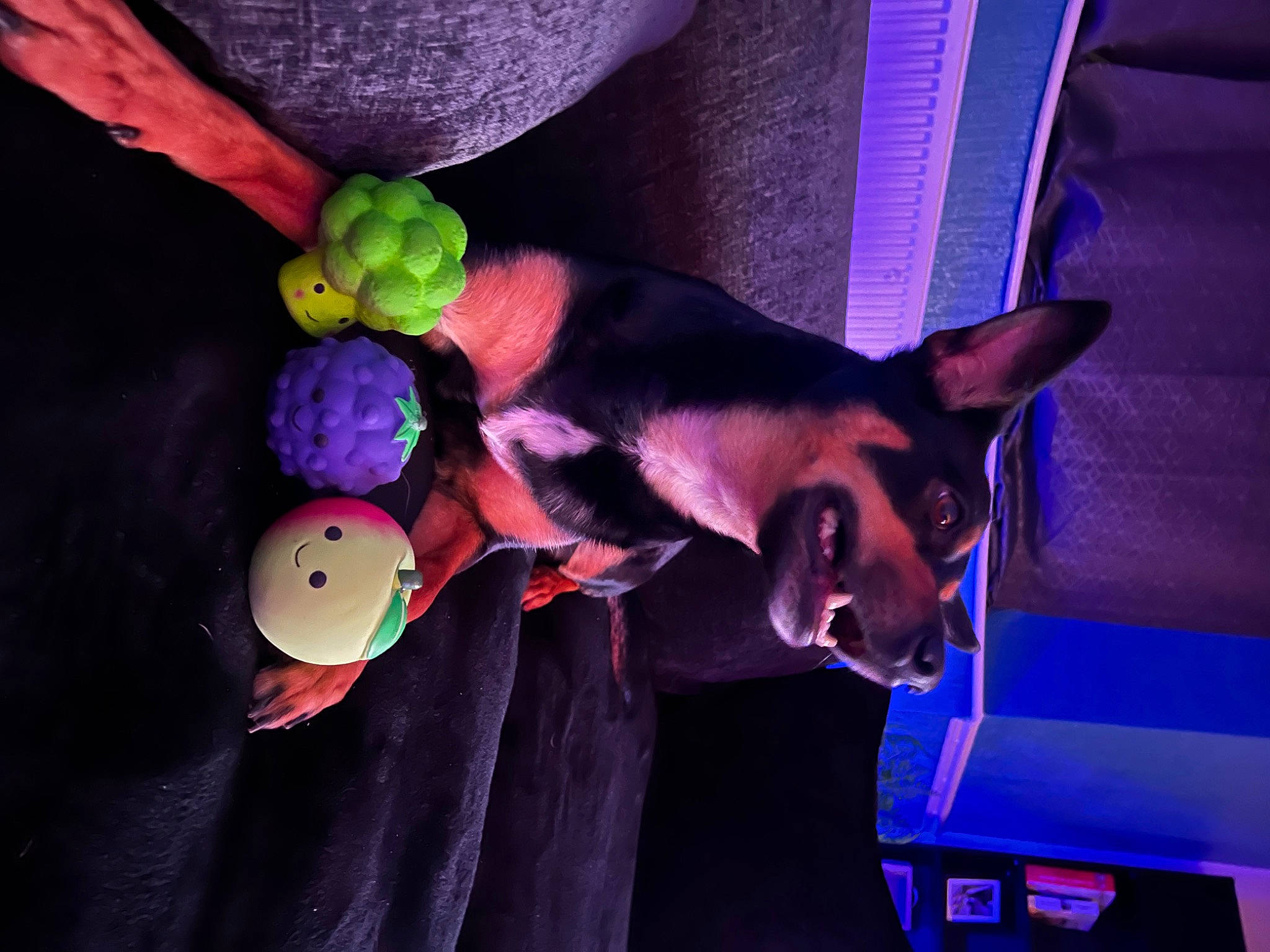 Ruby joined the competition — help win amazing prizes! animation, entertainment, event, fawn, fun, magenta, performing_arts, plant, plush, purple, smile, stuffed_toy, toy, violet