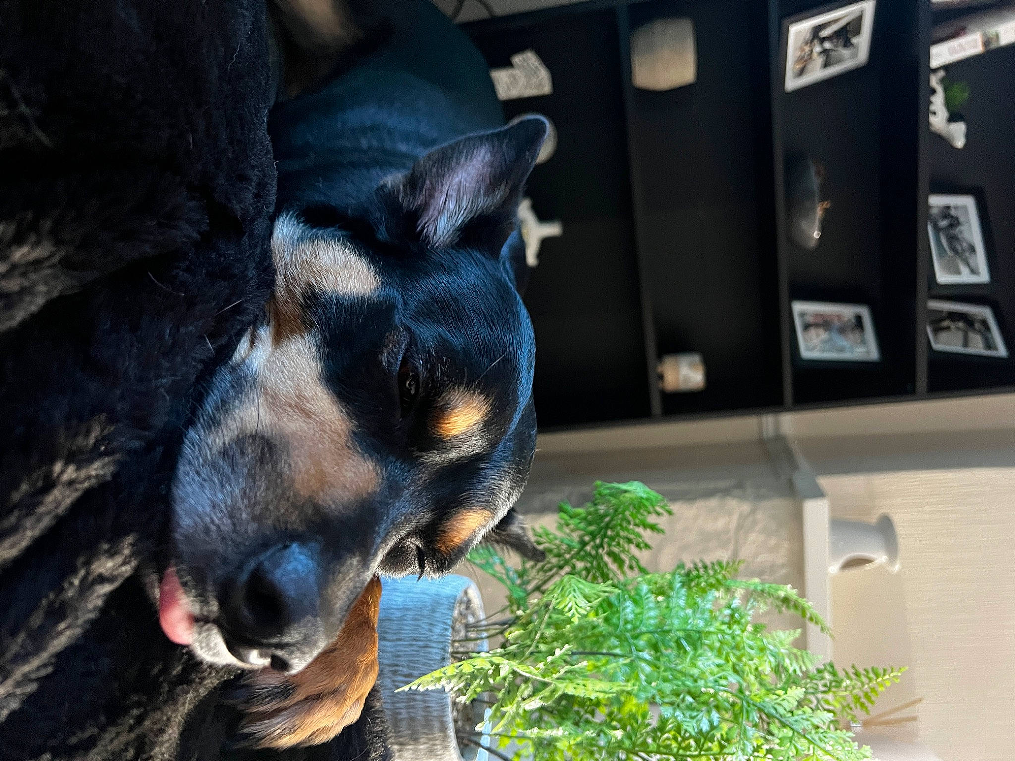 Ruby joined the competition — help win amazing prizes! canidae, carnivore, companion_dog, dog, dog_breed, electric_blue, fawn, grass, guard_dog, paw, plant, prazsky_krysarik, puppy, snout, sporting_group, terrestrial_animal, toy_dog, whiskers, working_animal, working_dog