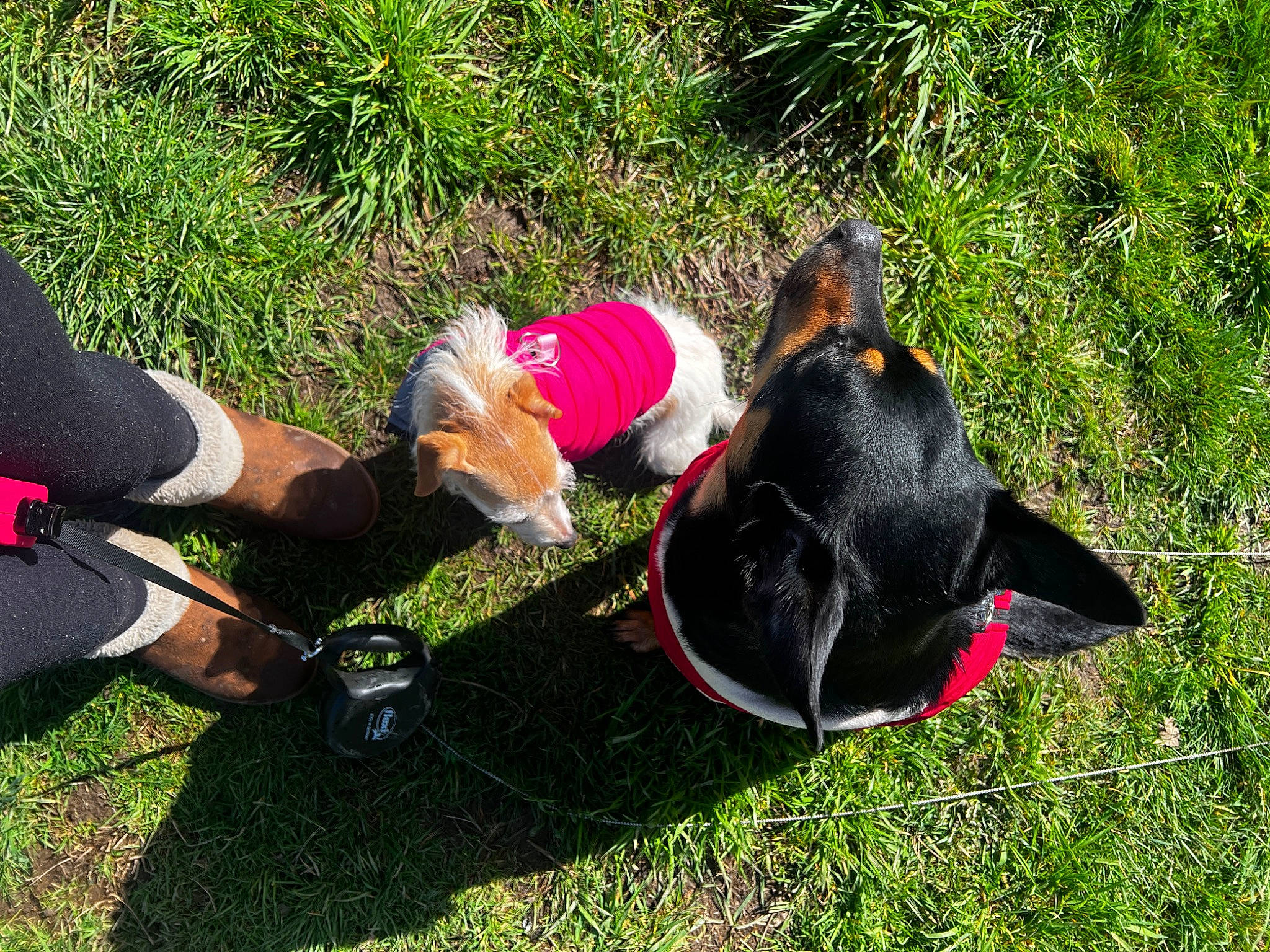 Ruby is registered to the contest to win money with this photo: canidae, carnivore, companion_dog, dog_breed, foot, grass, groundcover, hat, human_leg, knee, lawn, leisure, people_in_nature, personal_protective_equipment, recreation, shorts, sock, soil, sporting_group, thigh