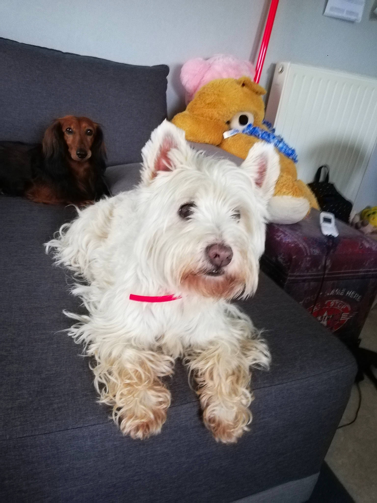 Flipper a rejoint le concours — aidez-le/la à gagner de superbes lots ! canidae, carnivore, companion_dog, dog, dog_breed, maltese, mammal, miniature_schnauzer, non_sporting_group, puppy, rare_breed_dog, schnauzer, schnoodle, sealyham_terrier, small_terrier, sporting_lucas_terrier, terrier, toy_dog, vertebrate, west_highland_white_terrier