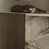 Titus participe au concours pour gagner de l'argent avec cette photo : animal, cat, closet, cozy, domestic, folded_clothes, fur, furniture, hidden, indoor, linen, pet, quiet, relaxing, resting, shelf, sleepy, tabby, whiskers, wood