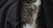 Titus a rejoint le concours — aidez-le/la à gagner de superbes lots ! animal, blanket, cat, cozy, cute, domestic_animal, feline, fur, gray, indoor, lying_down, paws, pet, relaxed, resting, sleepy, soft, tabby, whiskers, white
