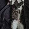 animal, blanket, cat, cozy, cute, domestic_animal, feline, fur, gray, indoor, lying_down, paws, pet, relaxed, resting, sleepy, soft, tabby, whiskers, white