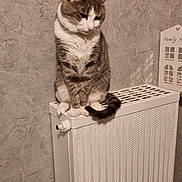 Titus a rejoint le concours — aidez-le/la à gagner de superbes lots ! animal, cat, contemplative, cozy, cute, decor, domestic, feline, fur, gray_and_white, home, indoor, looking_down, pet, quiet, radiator, resting, sitting, still_life, wall