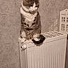 animal, cat, contemplative, cozy, cute, decor, domestic, feline, fur, gray_and_white, home, indoor, looking_down, pet, quiet, radiator, resting, sitting, still_life, wall