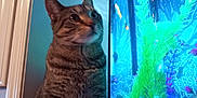 Mr Max joined the competition — help win amazing prizes! aquarium, carnivore, cat, door, felidae, freshwater_aquarium, glass, organism, small_to_medium_sized_cats, tabby_cat, tail, whiskers, window