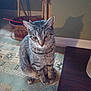Mr Max is registered to the contest to win money with this photo: aegean_cat, american_shorthair, asian, california_spangled, carnivore, cat, domestic_short_haired_cat, dragon_li, egyptian_mau, european_shorthair, felidae, kitten, mammal, ocicat, pixie_bob, sitting, sky, small_to_medium_sized_cats, tabby_cat, whiskers