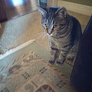 Mr Max joined the competition — help win amazing prizes! american_shorthair, asian, carnivore, cat, domestic_short_haired_cat, dragon_li, egyptian_mau, european_shorthair, felidae, floor, flooring, fur, kitten, polydactyl_cat, sky, small_to_medium_sized_cats, tabby_cat, tile, whiskers, wood