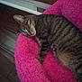 Mr Max joined the competition — help win amazing prizes! california_spangled, carnivore, cat, domestic_short_haired_cat, dragon_li, egyptian_mau, european_shorthair, felidae, fur, kitten, knitting, mammal, nap, ocicat, pink, pixie_bob, small_to_medium_sized_cats, tabby_cat, tail, whiskers