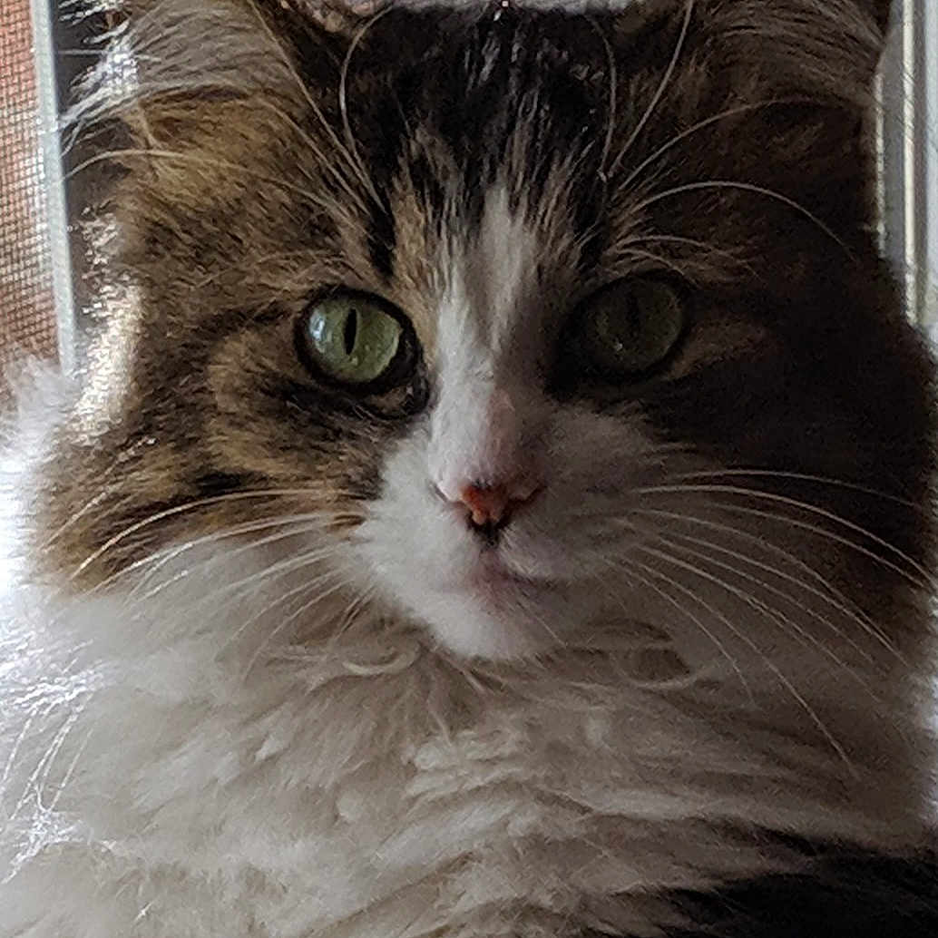 Abbeygail