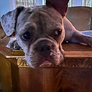 Huey is registered to the contest to win money with this photo: animal, close_up, couch, curtains, dog, ears, eyes, face, fur, indoors, living_room, nose, pet, portrait, puppy, relaxed, resting, soft_light, window, wooden_surface