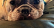 Huey is registered to the contest to win money with this photo: animal, blanket, brown, close_up, cute, dog, ears, expression, eyes, face, french_bulldog, fur, indoor, leather, pattern, pet, portrait, resting, snout, wrinkles