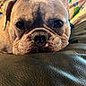 animal, blanket, brown, close_up, cute, dog, ears, expression, eyes, face, french_bulldog, fur, indoor, leather, pattern, pet, portrait, resting, snout, wrinkles