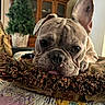 Huey is registered to the contest to win money with this photo: animal, close_up, cozy, cute, dog, ears, french_bulldog, fur, furniture, home, indoor, looking, pet, pillow, plant, portrait, quilt, relaxed, resting, snout