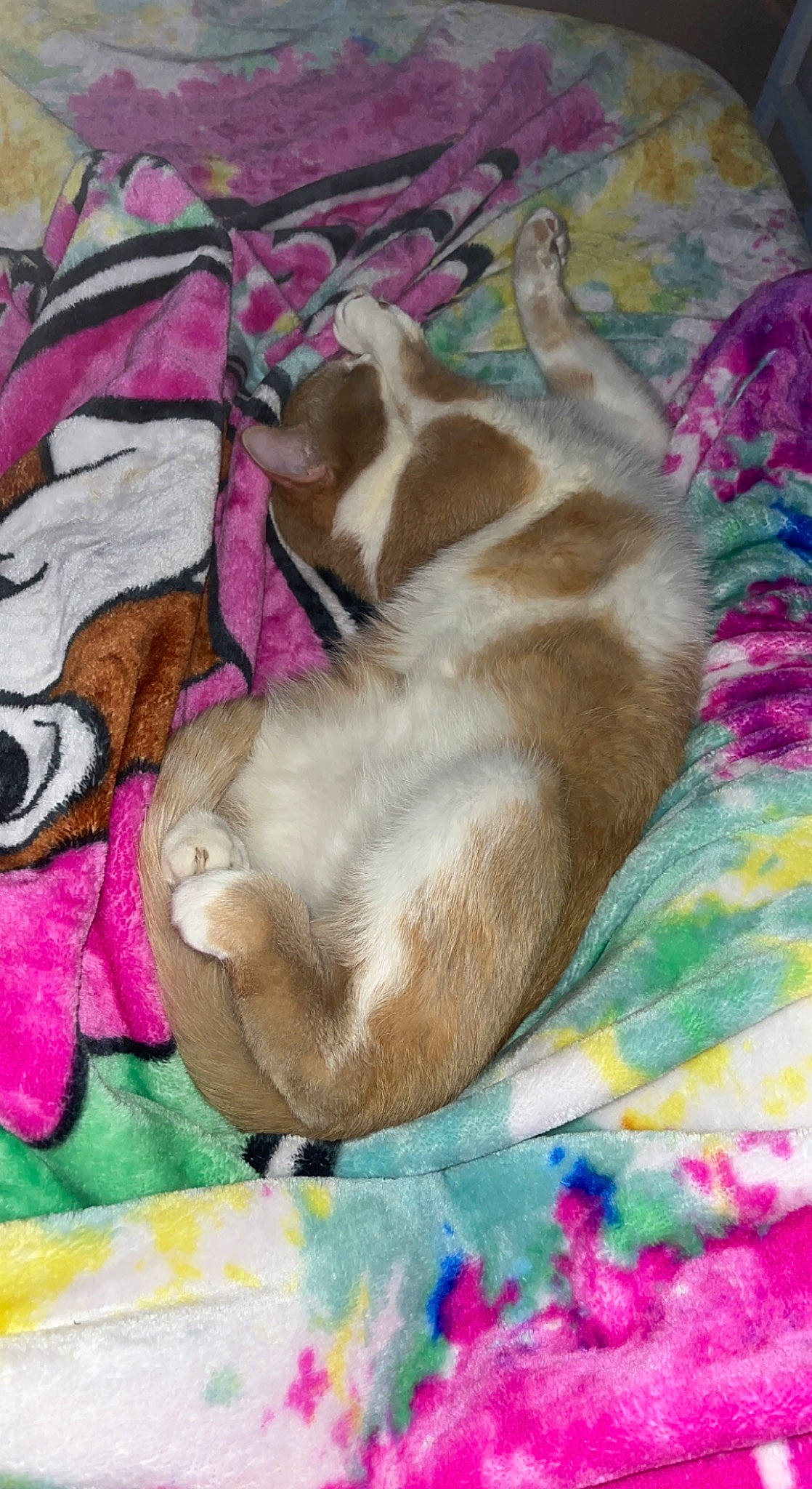 Curry is registered to the contest to win money with this photo: canidae, carnivore, comfort, companion_dog, dog, dog_bed, dog_breed, dog_supply, fawn, felidae, fur, linens, magenta, nap, paw, pet_supply, sleep, sporting_group, tail, visual_arts