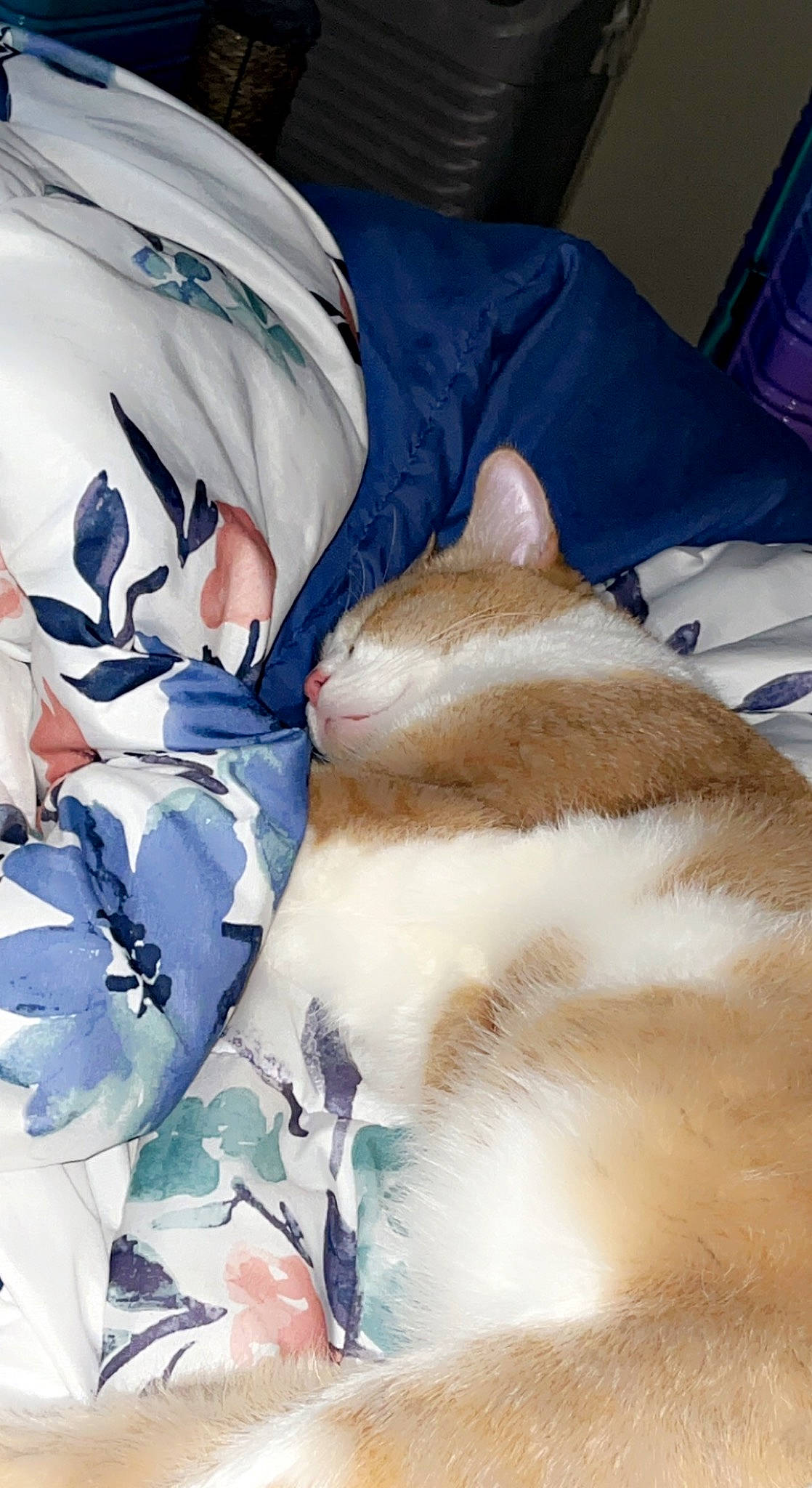 Curry is registered to the contest to win money with this photo: bed_sheet, bedding, blanket, carnivore, cat, comfort, domestic_short_haired_cat, electric_blue, felidae, fur, linens, nap, pattern, paw, room, sleep, small_to_medium_sized_cats, tail, textile, whiskers