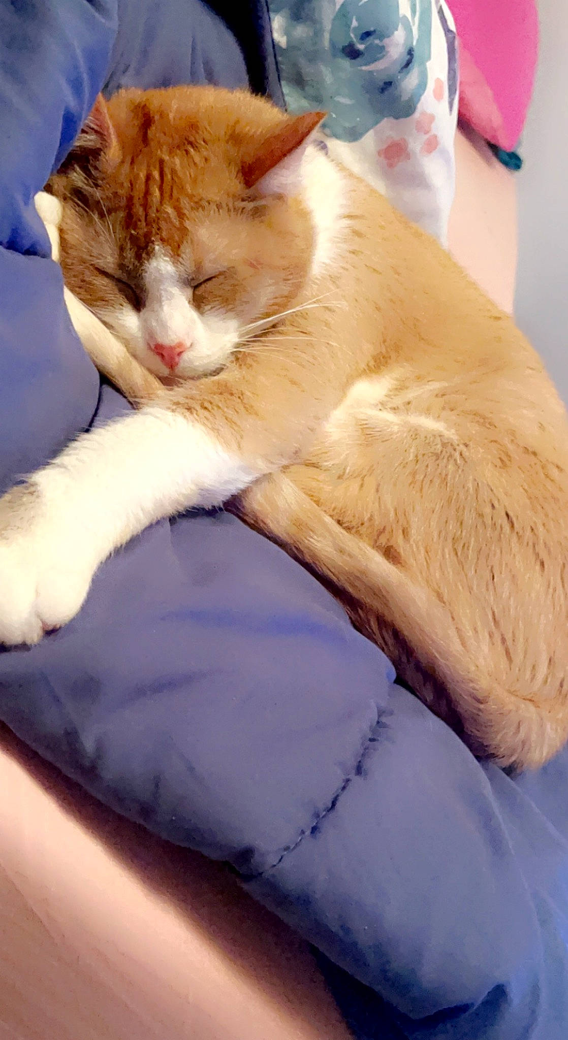 Curry is registered to the contest to win money with this photo: carnivore, cat, cat_supply, claw, comfort, domestic_short_haired_cat, fawn, felidae, foot, fur, human_leg, lap, linens, nap, paw, small_to_medium_sized_cats, tail, whiskers, wood