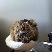 Cocoa is registered to the contest to win money with this photo: cat, fluffy_cat, long_hair, green_eyes, white_stool, indoor, wall, basket, box, furniture, pet, animal, cute, sitting, looking, cozy, domestic, fur, resting, home