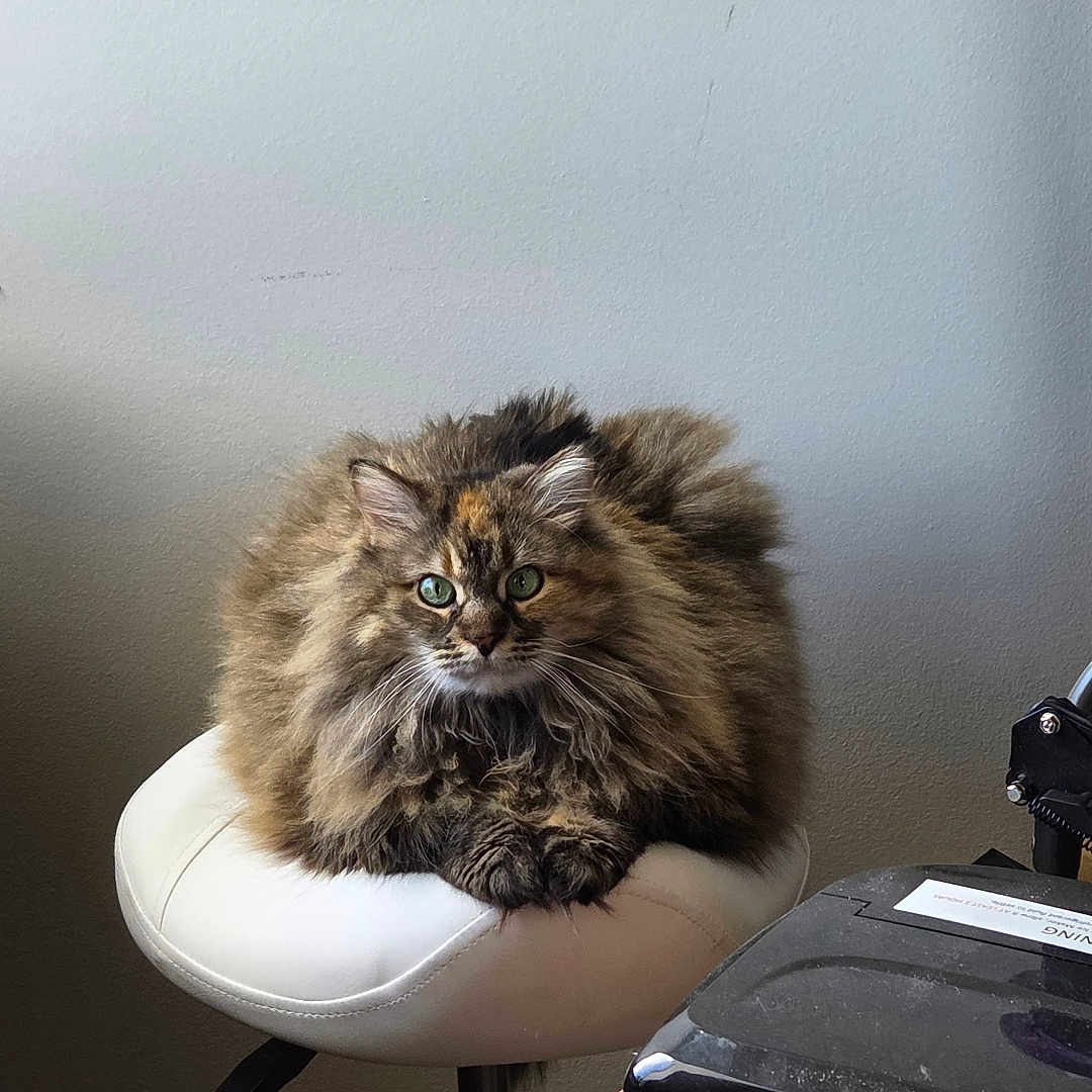 Cocoa is registered to the contest to win money with this photo: cat, fluffy_cat, long_hair, green_eyes, white_stool, indoor, wall, basket, box, furniture, pet, animal, cute, sitting, looking, cozy, domestic, fur, resting, home