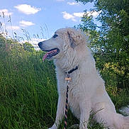Khaleesi a rejoint le concours — aidez-le/la à gagner de superbes lots ! dog, white_dog, grass, leash, outdoor, nature, sky, clouds, tree, canine, pet, fur, collar, animal, summer, sunlight, sitting, tongue_out, greenery, daytime