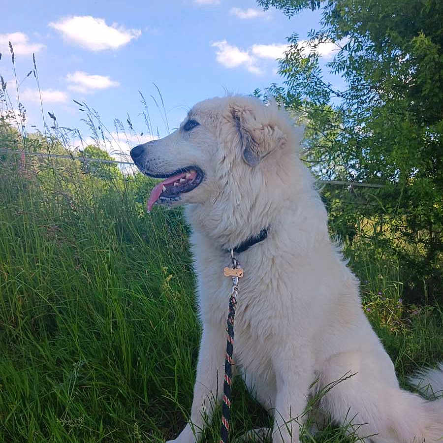 Khaleesi a rejoint le concours — aidez-le/la à gagner de superbes lots ! animal, canine, clouds, collar, daytime, dog, fur, grass, greenery, leash, nature, outdoor, pet, sitting, sky, summer, sunlight, tongue_out, tree, white_dog