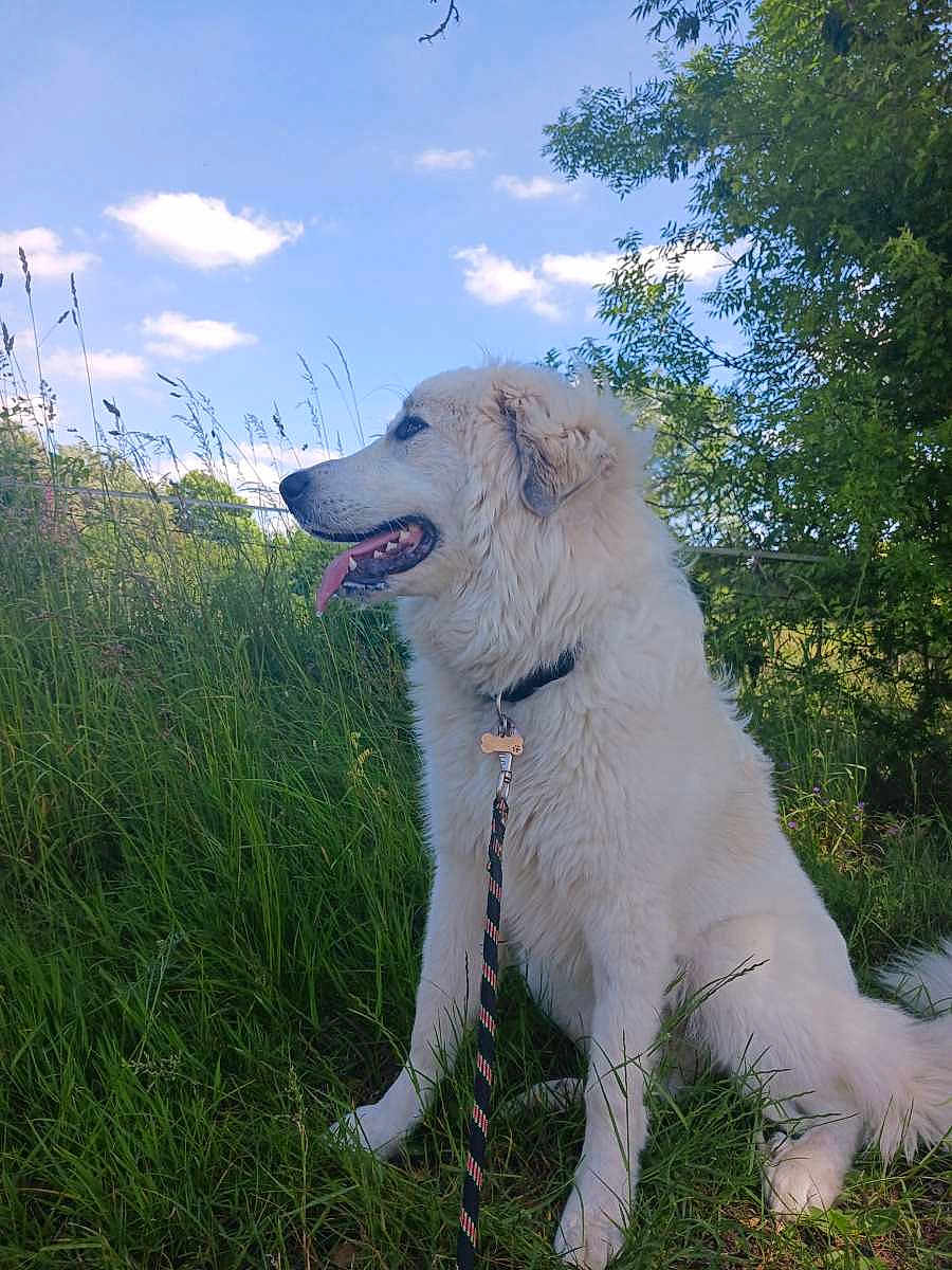 Khaleesi a rejoint le concours — aidez-le/la à gagner de superbes lots ! dog, white_dog, grass, leash, outdoor, nature, sky, clouds, tree, canine, pet, fur, collar, animal, summer, sunlight, sitting, tongue_out, greenery, daytime