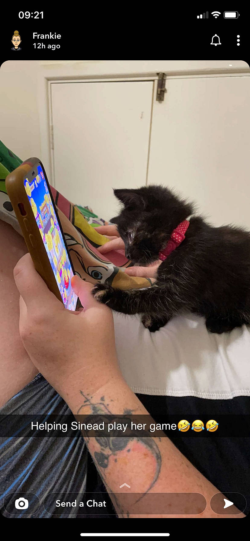 Cruela D Ville joined the competition — help win amazing prizes! black_cat, carnivore, cat, companion_dog, dog_breed, domestic_short_haired_cat, fashion_accessory, felidae, fur, gesture, human_leg, magenta, mobile_phone, nail, small_to_medium_sized_cats, snout, temporary_tattoo, thigh, whiskers, wrist
