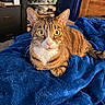 cat, tabby, pet, animal, indoor, blanket, blue, fur, whiskers, bedroom, curious, yellow_eyes, feline, cozy, resting, closeup, soft, domestic_cat, relaxed, household