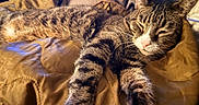 Viper joined the competition — help win amazing prizes! cat, tabby_cat, sleeping, resting, pet, animal, feline, whiskers, fur, paws, quilt, bed, blanket, indoor, cozy, relaxed, closeup, warm_light, domestic_animal, sleep