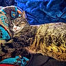 Viper is registered to the contest to win money with this photo: cat, tabby, sleeping, blanket, patterned_blanket, blue_blanket, fleece, cozy, resting, fur, pet, domestic_cat, animal, indoor, close_up, cute, relaxation, comfort, home, nap