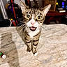 cat, tabby, pet, animal, curious, marble_surface, whiskers, indoor, feline, striped, closeup, wide_eyes, open_mouth, standing, household, background, table, domestic, cute, alert