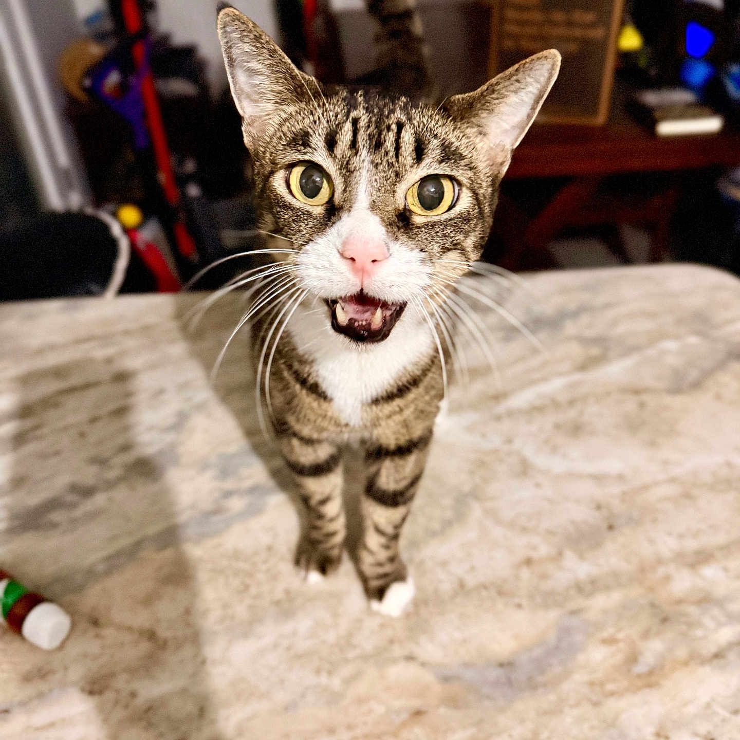 Viper is registered to the contest to win money with this photo: cat, tabby, pet, animal, curious, marble_surface, whiskers, indoor, feline, striped, closeup, wide_eyes, open_mouth, standing, household, background, table, domestic, cute, alert