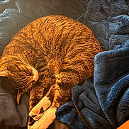 Viper is registered to the contest to win money with this photo: cat, tabby, sleeping, curled_up, blanket, blue_blanket, bed, cozy, fur, pet, indoor, resting, whiskers, paws, nap, sunlight, warm, comfort, animal, cute